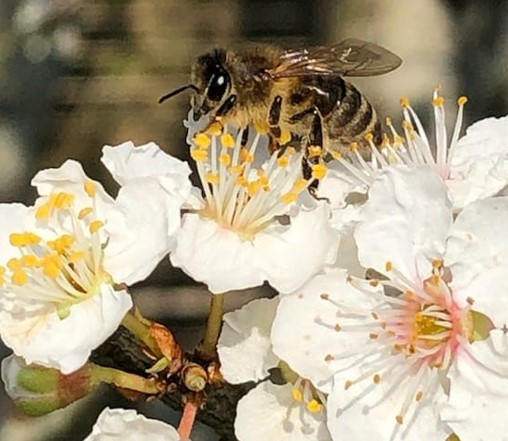 Miel d'abeille noire du Massif Central: un naturel vivifiant
