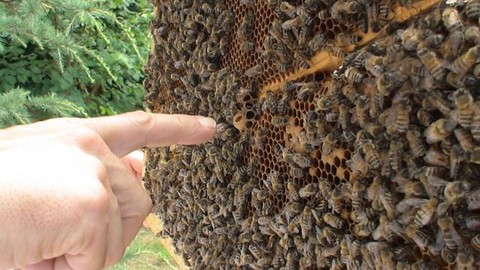 Les faux-bourdons allochtones polluent le patrimoine génétique des reines d'abeille noire