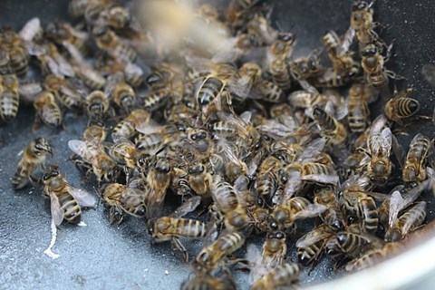 Le pain d'abeille: un trésor de bienfaits car c'est le médicament par excellence des abeilles