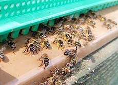 L'abeille noire: une urgence à défendre pour la biodiversité