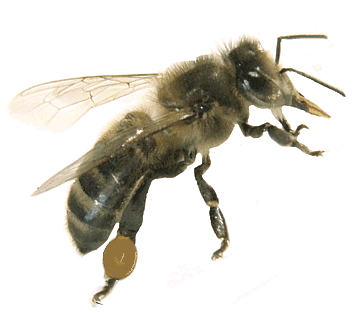 Photo représentant une abeille ouvrière spécialisée dans la récolte des résines qui deviendront de la Propolis