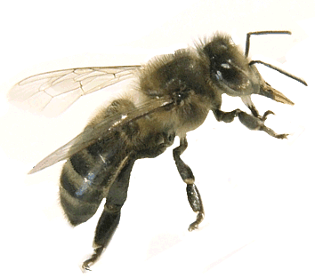 L'Abeille Noire endémique (Apis Mellifera Mellifera L1758) est une abeille de notre terroir français