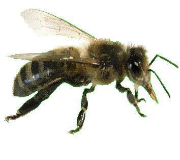 Abeille noire : la seule abeille vraiment en danger d'extinction
