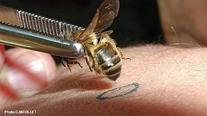 Apipuncture avec le venin d'abeille: Bernard NICOLLET, ancien spécialiste du venin d'abeille de 2004 à 2015