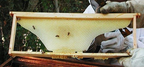 Qu'est ce que la cire d'abeille ? Comment est-elle fabriqué ?