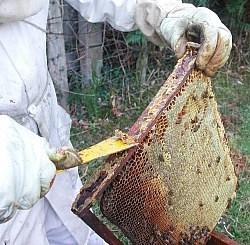 Propolis bio naturelle : Elle est située le long de la paroi des cadres de la ruche. Grâce à un raclage minutieux, nous récupérons une propolis brute et pure car nos ruches ne sont pas traitées
