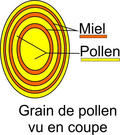 Constitution d'un grain de pollen