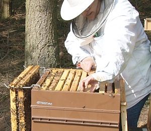 Un Miel bio de France extraordinaire car il provient de nos ruches non traitées chimiquement et parce qu'il provient de nos abeilles ancestrales et endémiques