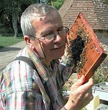Abeilles câlines: l'abeille noire est une vrai plaisir à travailler